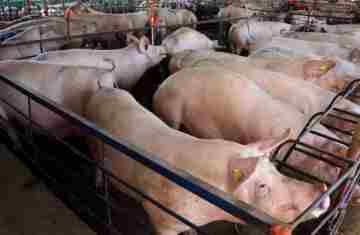  Carne suína do Paraná chega a 70 países; exportações têm 2º melhor 1º semestre da história